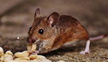 24 Hour & Emergency Exterminators in Plymouth, FL